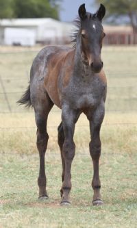 Blue Lou Dividend MA's 2022 blue roan colt